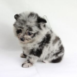 Bébé Spitz Poméranien femelle ==DISPONIBLE== ➡️en savoir plus…