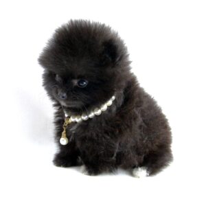 Femelle Spitz miniature ==DISPONIBLE== ➡️En savoir plus