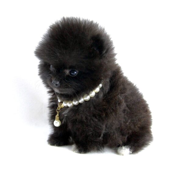 Femelle Spitz miniature ==DISPONIBLE== ➡️En savoir plus
