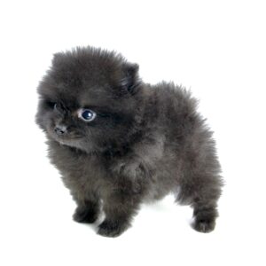 Bébé Spitz Poméranien mâle==DISPONIBLE== ➡️en savoir plus…