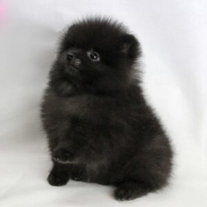 Bébé Spitz Poméranien mâle==DISPONIBLE== ➡️en savoir plus…