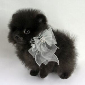 Bébé Spitz Poméranien mâle==DISPONIBLE== ➡️en savoir plus…