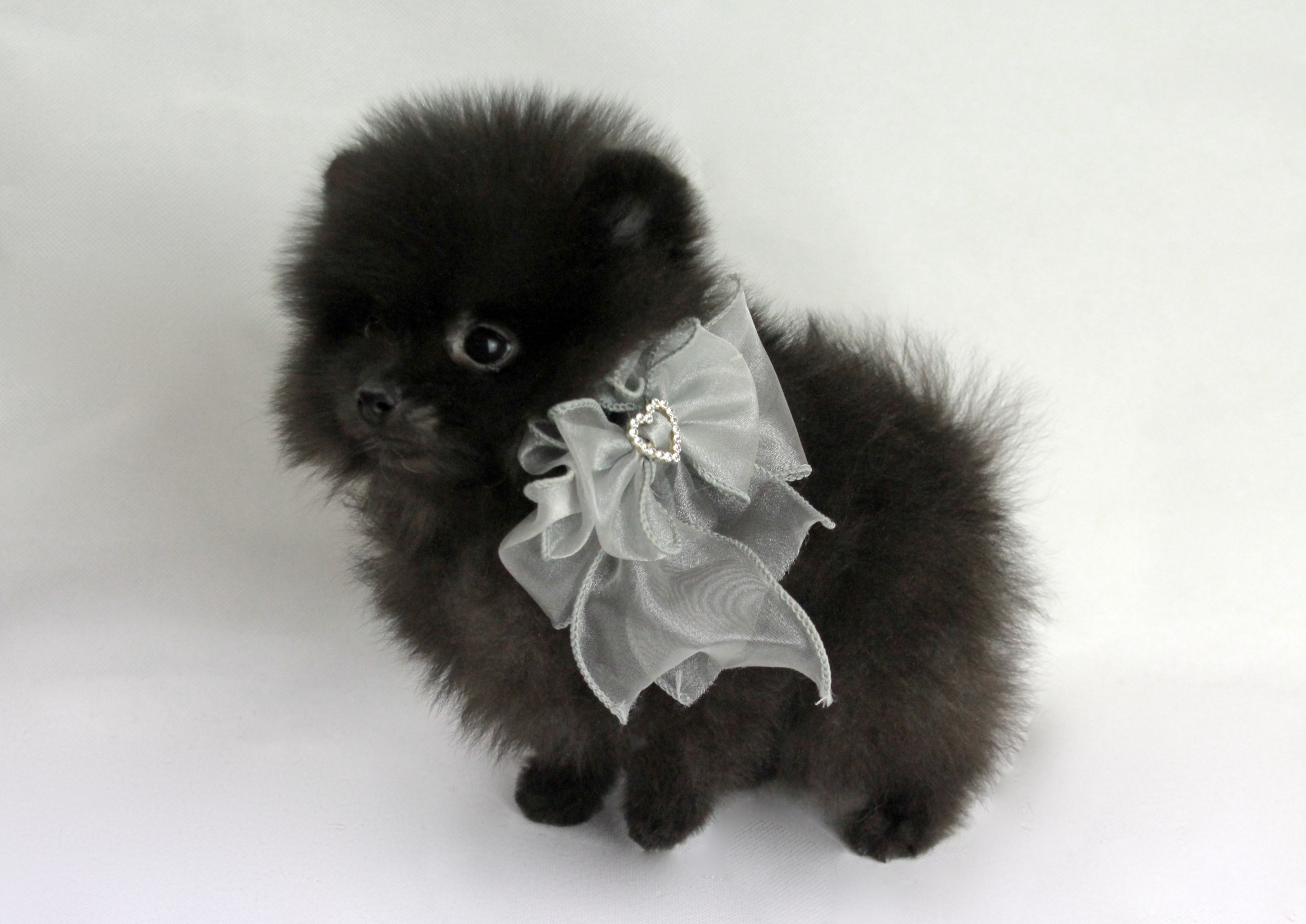 Bébé Spitz Poméranien mâle==DISPONIBLE== ➡️en savoir plus…