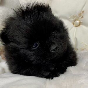 Bébés Spitz Poméranien mâle ➡️en savoir plus…