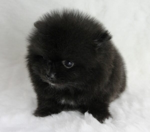 Bébé Spitz Poméranian femelle ==DISPONIBLE==