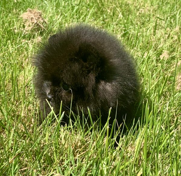 Bébé Spitz Poméranian femelle ==DISPONIBLE== – Image 2