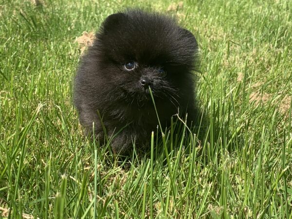 Bébé Spitz Poméranian femelle ==DISPONIBLE== – Image 4
