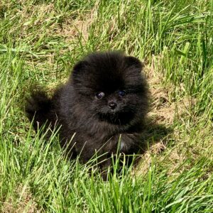 Bébé Spitz Poméranian femelle ==DISPONIBLE==