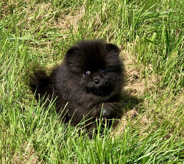 Bébé Spitz Poméranian femelle ==DISPONIBLE==
