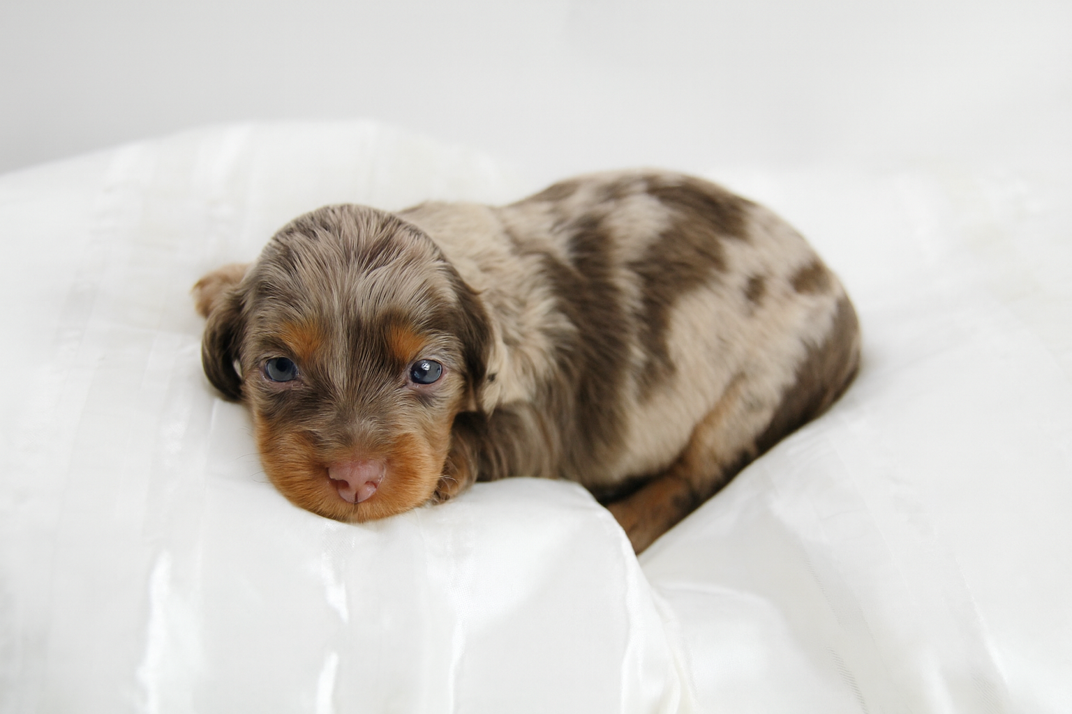 Teckel nain poil long Femelle choco merle