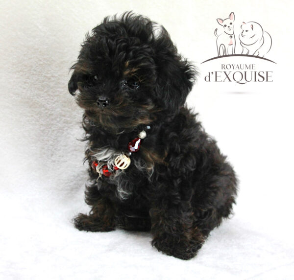 BÉBÉS CANICHE TINY TOY – Image 4