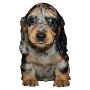 Nos bébé Teckels Nains et Kaninchens