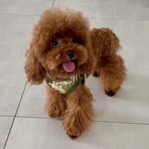 TEDDY