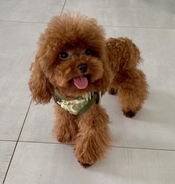 TEDDY