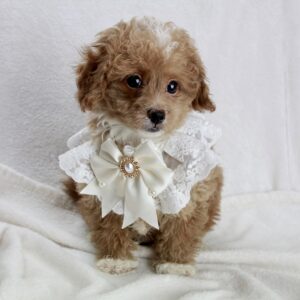 BÉBÉS CANICHE TINY TOY