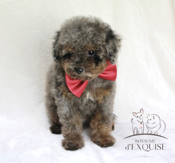 BÉBÉS CANICHE TINY TOY – Image 3