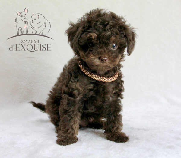 BÉBÉS CANICHE TINY TOY – Image 2