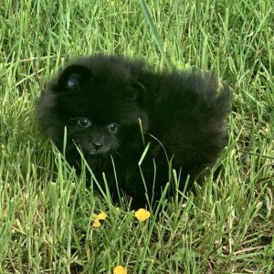 Bébé Spitz Poméranian femelle ==DISPONIBLE==