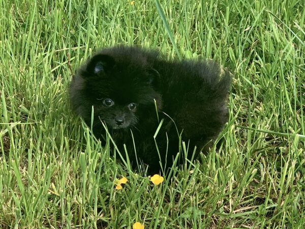 Bébé Spitz Poméranian femelle ==DISPONIBLE==