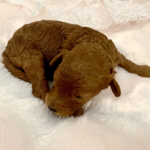Bébé Caniche Tiny Toy mâle ==DISPONIBLE==