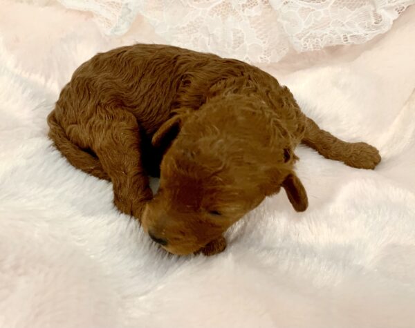 Bébé Caniche Tiny Toy mâle ==DISPONIBLE==