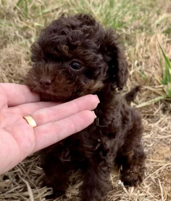 BÉBÉS CANICHE TINY TOY – Image 5