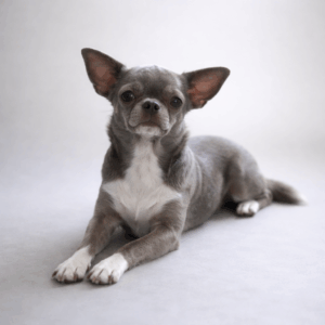 Chihuahua poil court lavande