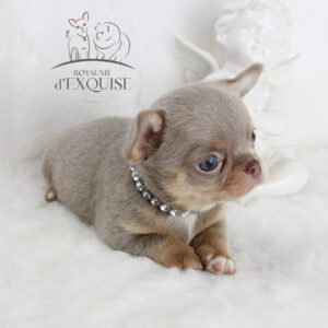 Bébé Chihuahua mâle LOF ==DÉJÀ RÉSERVÉ==
