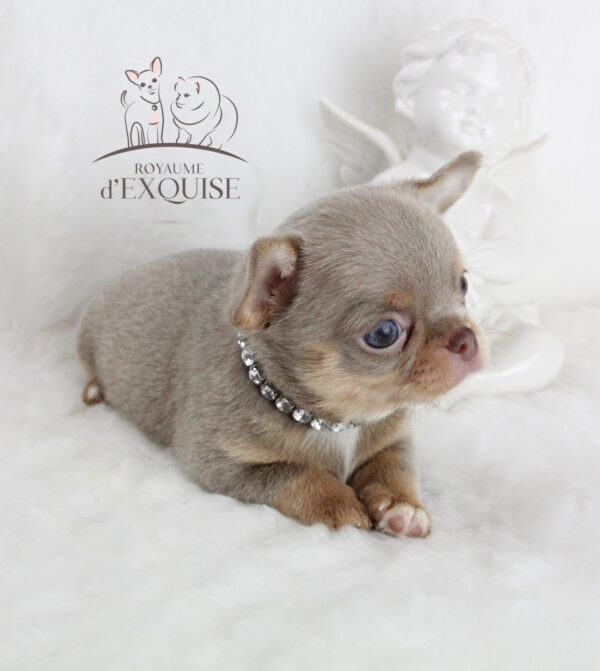 Bébé Chihuahua mâle LOF ==DÉJÀ RÉSERVÉ==