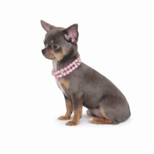 Chihuahua poil court lilas et tan