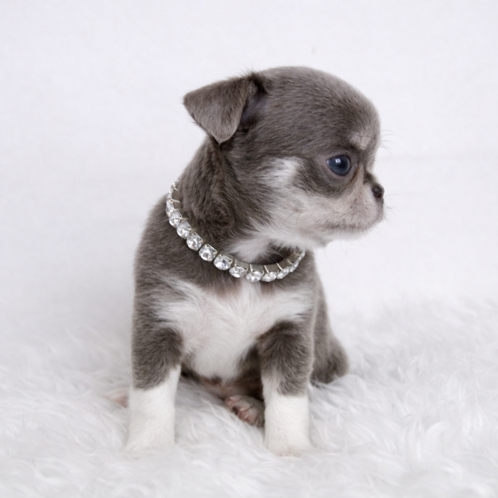 Chiot FEMELLE Chihuahua LOF poil court ==DISPONIBLE==