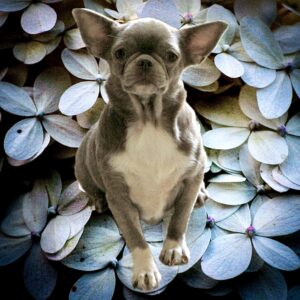 Chihuahua femelle lavande et tan