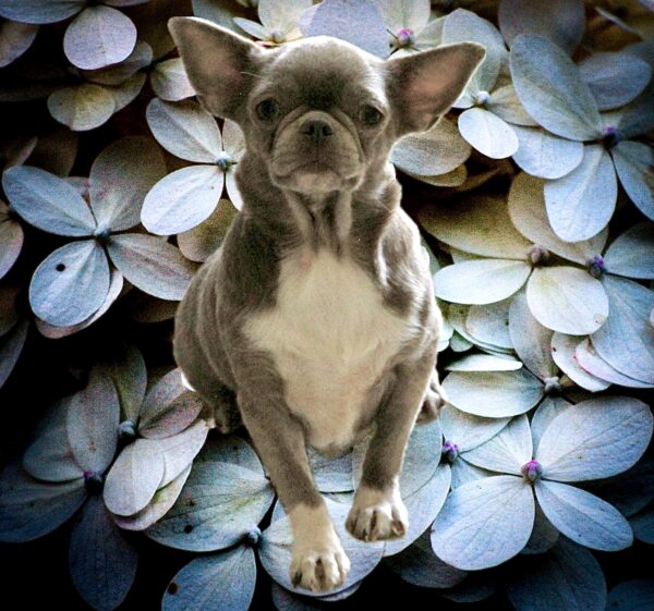 Chihuahua femelle lavande et tan