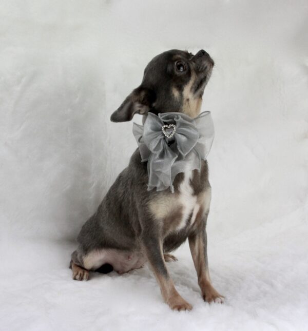 Chihuahua femelle bleue et tan