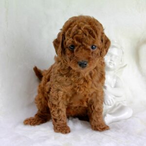 Bébé Caniche Tiny Toy mâle ==DISPONIBLE==