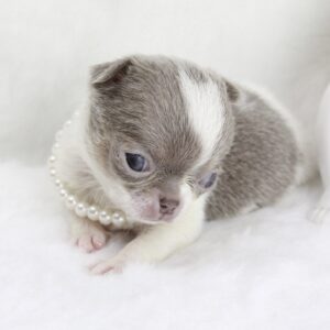 Bébé Chihuahua femelle LOF Miniature ==DISPONIBLE==