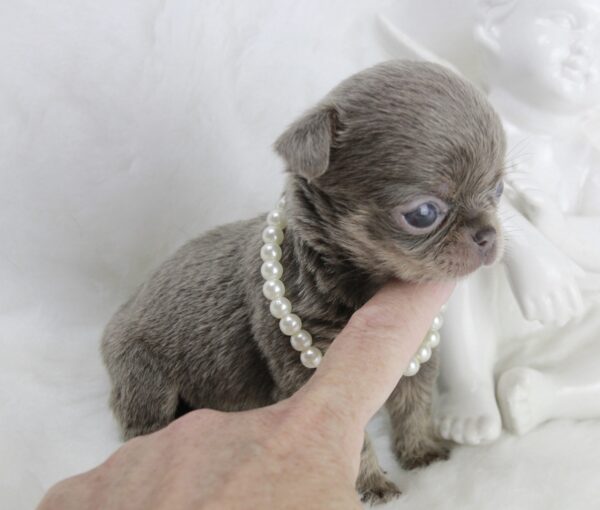 Bébé Chihuahua femelle Miniature LOF ==RÉSERVÉE== – Image 2