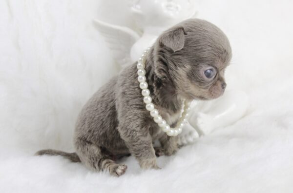 Bébé Chihuahua femelle Miniature LOF ==RÉSERVÉE==
