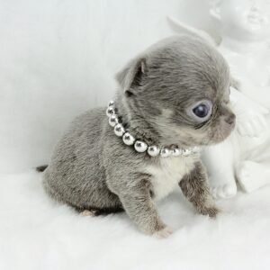 Bébé Chihuahua mâle LOF Miniature ==DISPONIBLE==