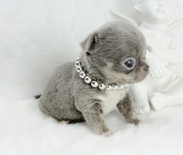 Bébé Chihuahua mâle LOF Miniature ==DÉJÀ RÉSERVÉ==