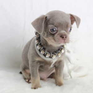Bébé Chihuahua mâle LOF ==DISPONIBLE==