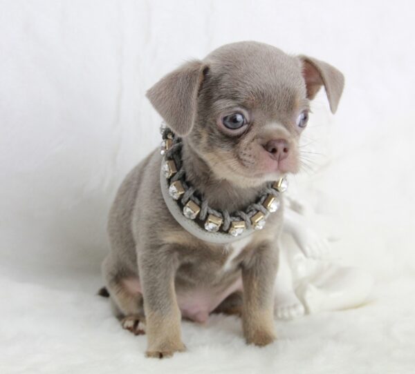 Bébé Chihuahua mâle LOF ==DISPONIBLE==