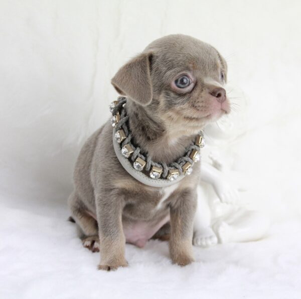 Bébé Chihuahua mâle LOF ==DISPONIBLE== – Image 3