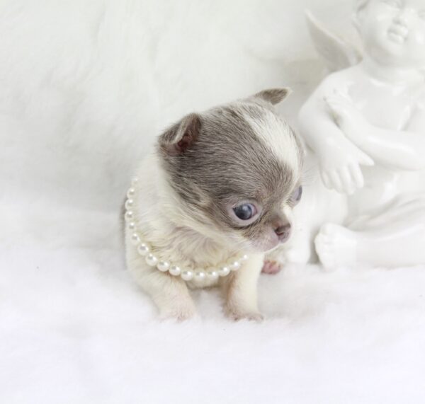 Bébé Chihuahua femelle LOF Miniature ==DÉJÀ RÉSERVÉE== – Image 2
