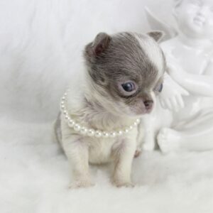 Bébé Chihuahua femelle LOF Miniature ==DISPONIBLE==