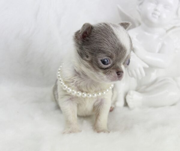Bébé Chihuahua femelle LOF Miniature ==DÉJÀ RÉSERVÉE==