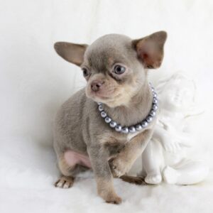 Bébé Chihuahua mâle LOF ==DISPONIBLE==