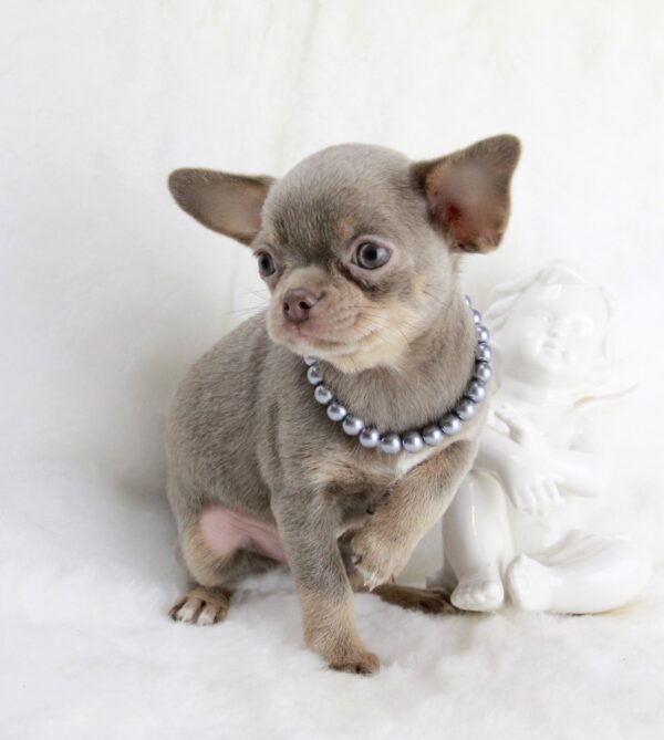 Bébé Chihuahua mâle LOF ==DÉJÀ ADOPTÉ==