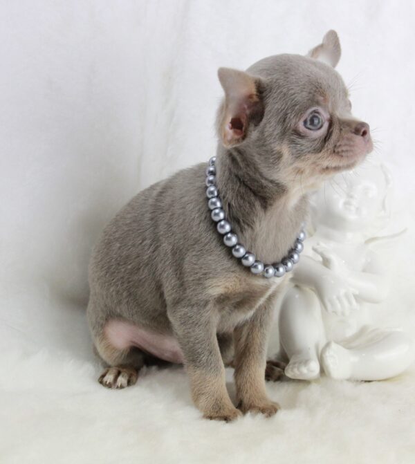 Bébé Chihuahua mâle LOF ==DÉJÀ ADOPTÉ== – Image 3
