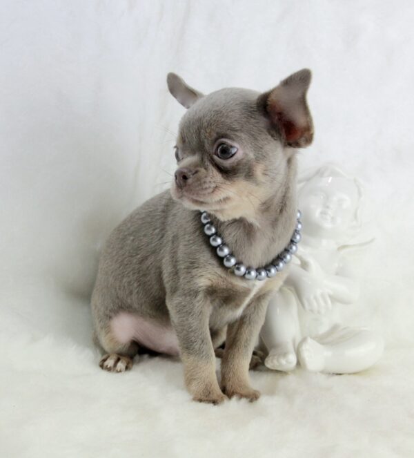Bébé Chihuahua mâle LOF ==DÉJÀ ADOPTÉ== – Image 2
